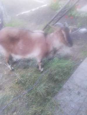 Продать козлят в Калаче фото 3
