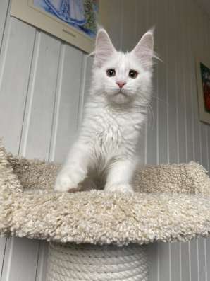 Kitten MaineCoon в Москве фото 3