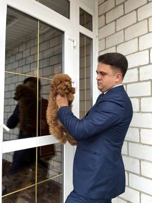 Щенок той пуделя фото 5