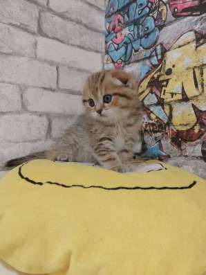 Шотландские котята фото 3