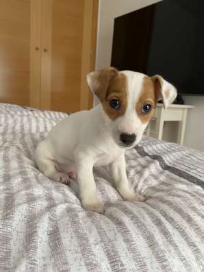 Домашние животные Jack Rassel фото 4