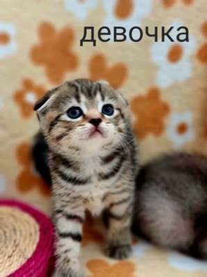 Шотландская вислоухая девочка. Дешего
