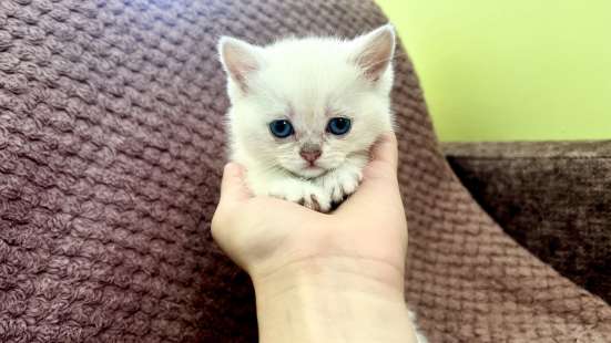 Котята чистокровные в Анапе фото 3