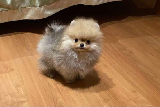 Микро мальчик померанского шпица, 2,5 мес