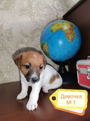 Малыши Джек Рассел Терьера
