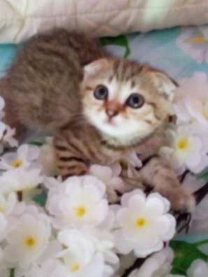 Шотландский котик в Новороссийске