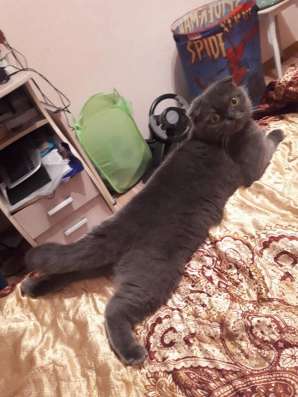 Вислоухая кошка