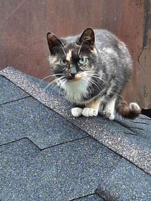 Молодая кошечка Люся ищет дом!