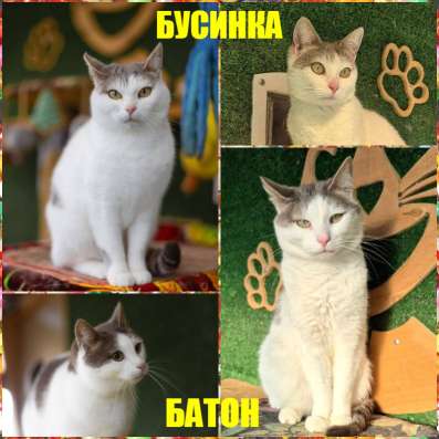 Котики Батон и Бусинка даром