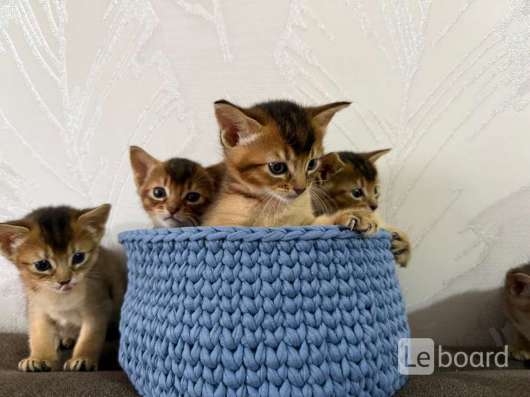 Абиссинские котята
