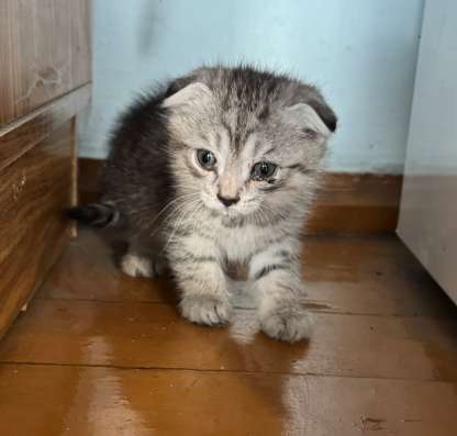 Котенка в хорошие руки