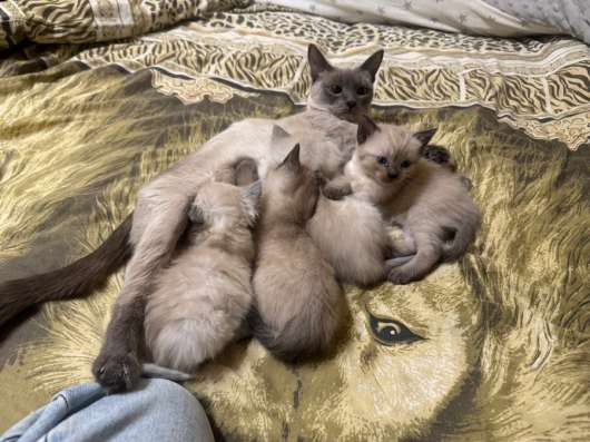 Котята тайские