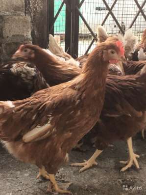Куры несушки