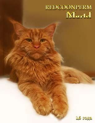 Котёнок менй кун красный солид. Шоу класс в Перми фото 4