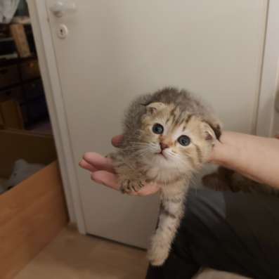 Шотландские вислоухие котята фото 13