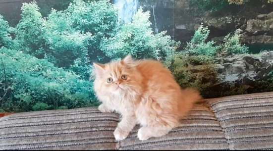 Красивые котята персы