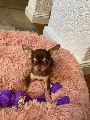 Chihuahua puppy’s фото 4