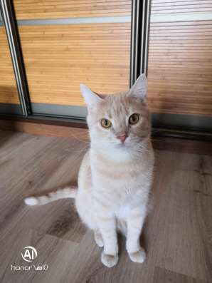 Срочно отдам котика