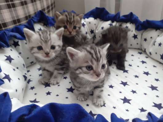 Котята Шотландские в Самаре фото 9