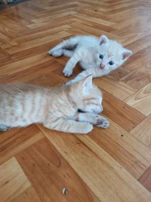 Срочно отдам в добрые руки в Липецке