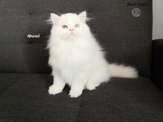 Котенок от Питомника Black Crystal