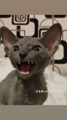 Корниш -рекс котят