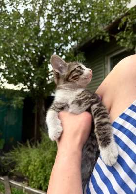 Котята в Кургане фото 5