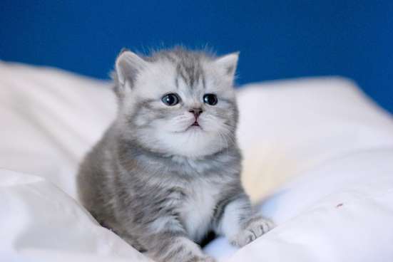 Шотландские котята для Вас