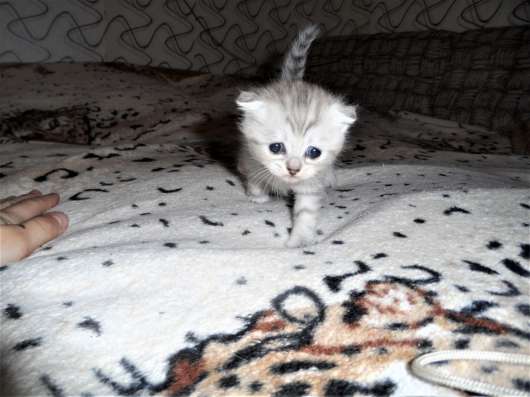 Шотландские котята фото 4