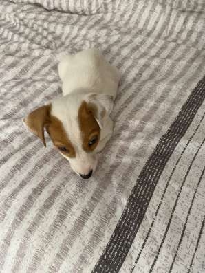 Домашние животные Jack Rassel