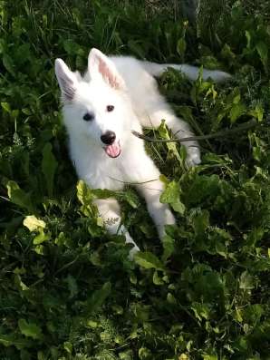 Puppies of a White Swiss Shepherd Dog фото 5