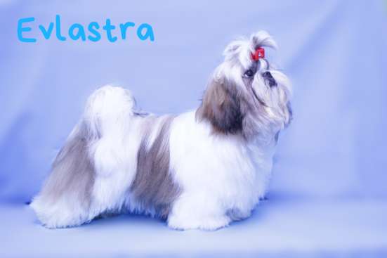 Щенки Ши-тцу, питомник "Evlastra" в Ростове-на-Дону фото 7