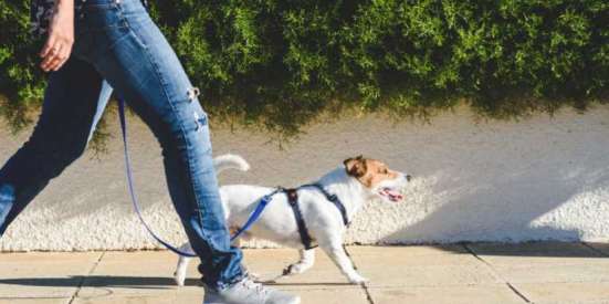Go for a walk dogs