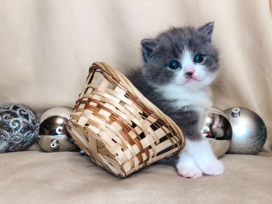Шотландские котята в Брянске фото 8