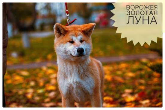 Щенки Акита Ину