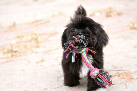 Shih tzu puppies фото 3