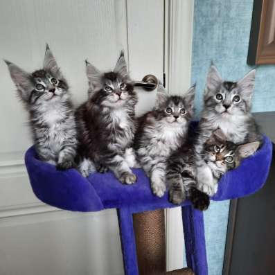 Котята Мейн Кун с родословной