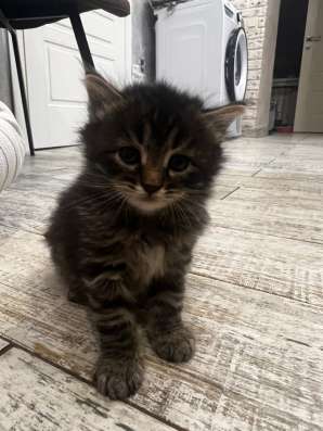 Отдам в добрые руки котенка