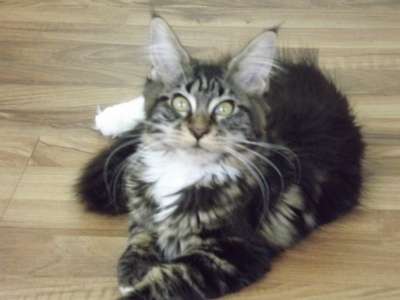 Котята породы мейн-кун в Нальчике фото 4