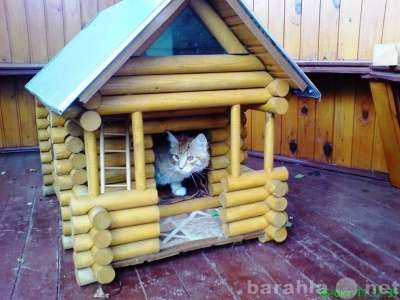 Кошкин дом - будка в Москве фото 10