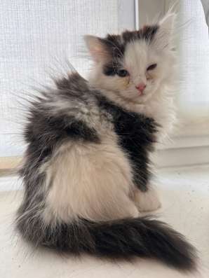 Котенок 2 месяце, девочка, бесплатно