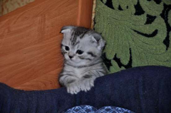 Котики и кошечки в Москве