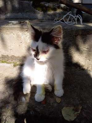 Отдадим КОТЯТ в добрые руки фото 3