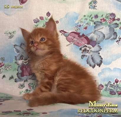 Котенок мейн кун красный солид. Шоу класс в Перми фото 15