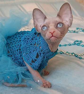 Sphynx Little girl в Москве фото 4