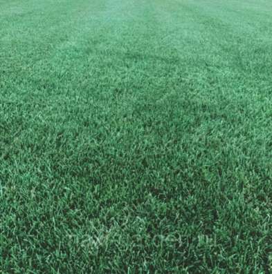 Газон под ключ в Краснодаре фото 4