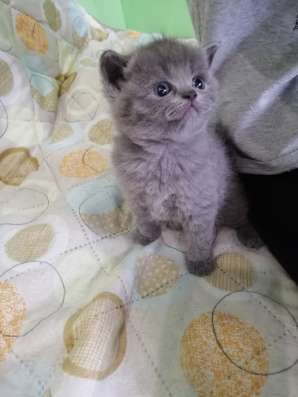 Продам плюшевых котят в Прокопьевске