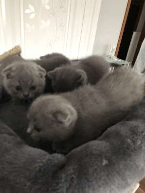 Котята британские вислоухие фото 5
