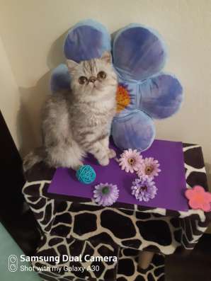 Красивейшая кошечка в Москве фото 3