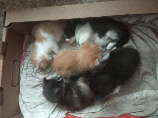 Отдам котят в добрые руки в Ульяновске фото 4